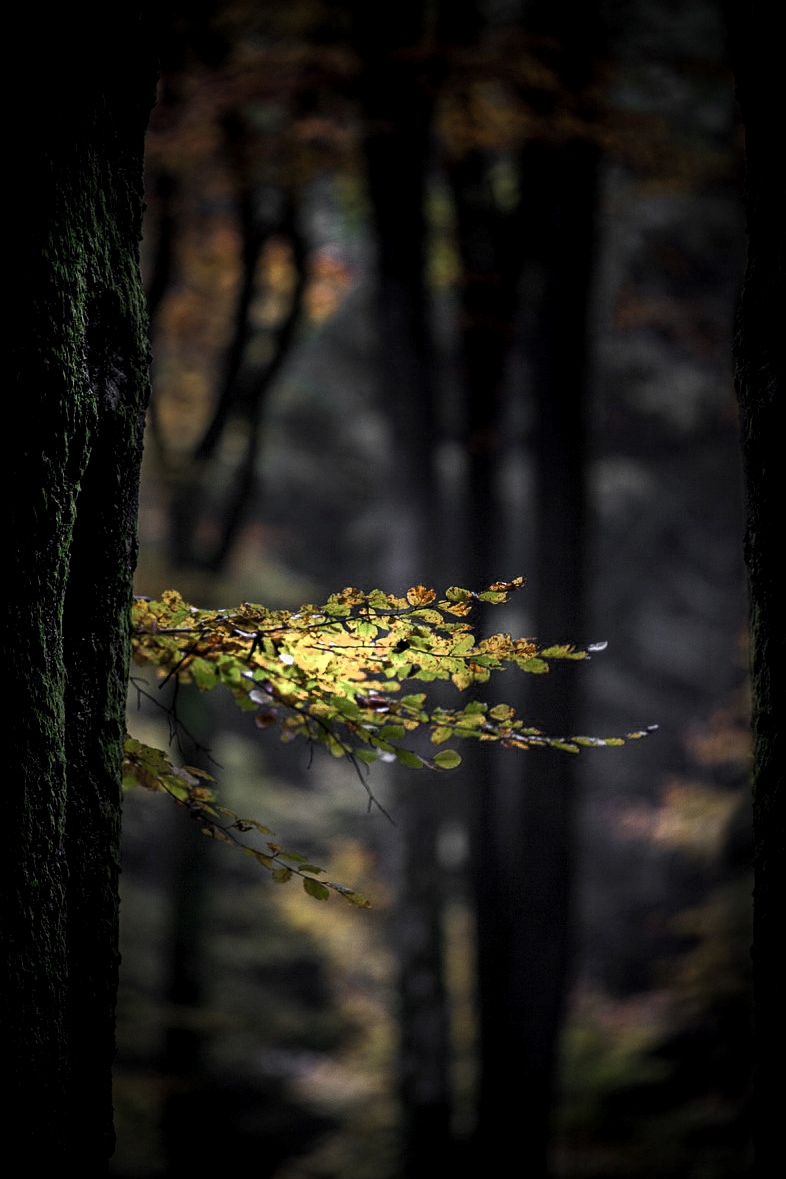 Herfst bos small