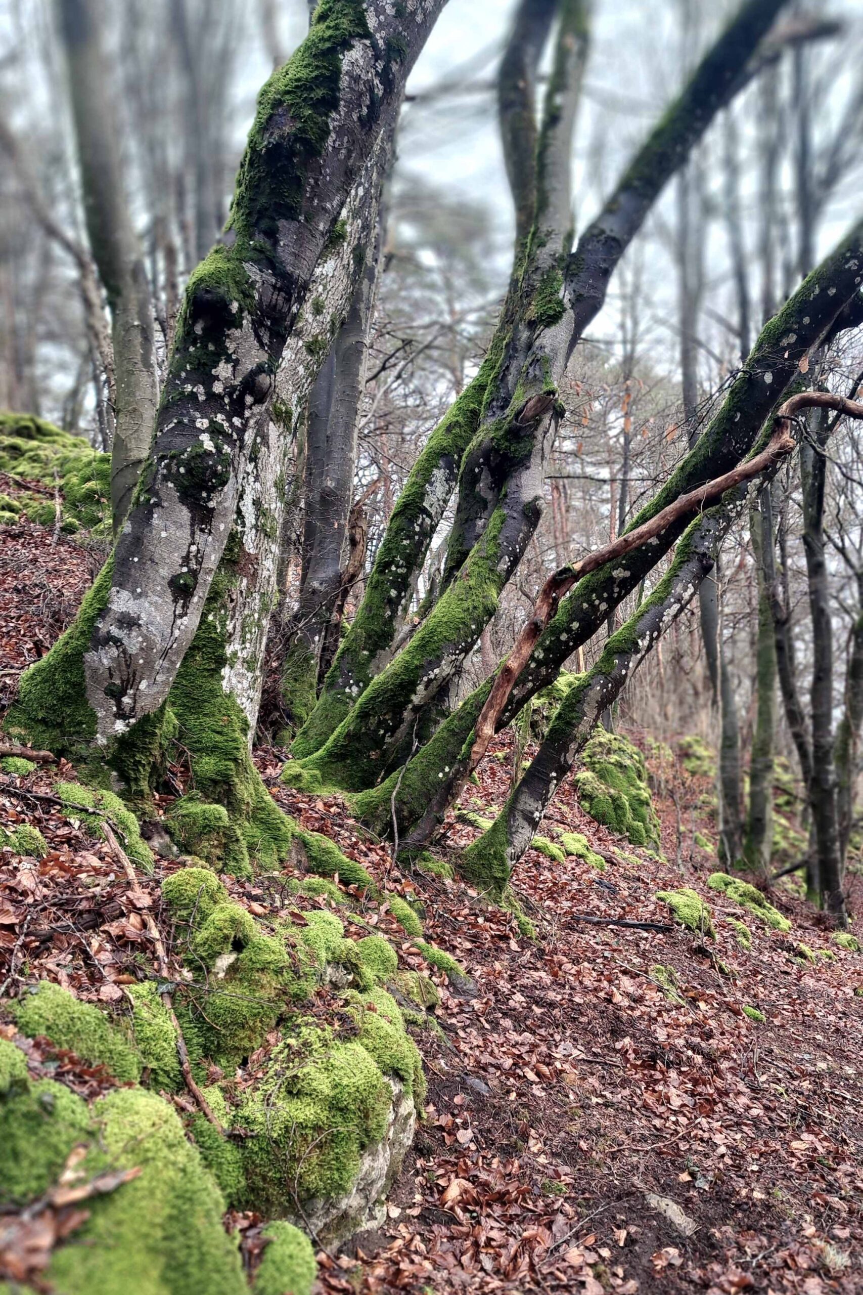 Vulkaaneifel Imbolc landschap bomen en rotsen copyright Natascha Boudewijn small
