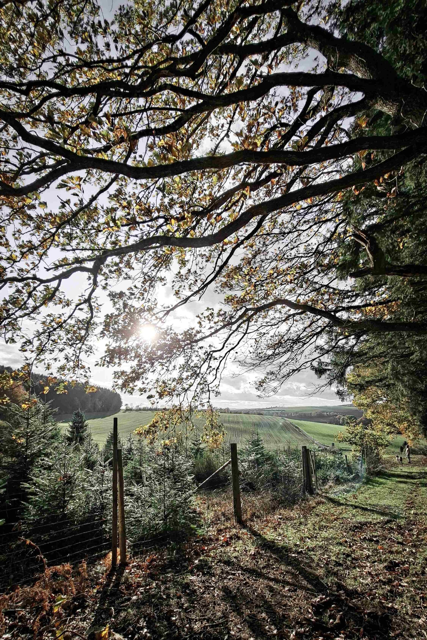 Eifel Herfstzon met heuvels copyright Natascha Boudewijn small
