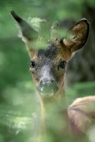 Hertje-copyright-Vincent-van-Zalinge-2-401x600
