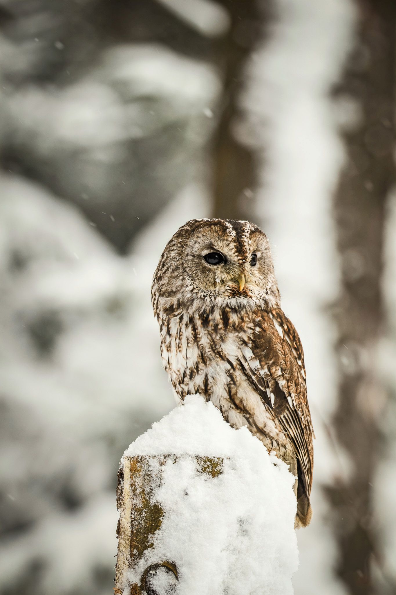 Bosuil copyright Zdenek Machacek